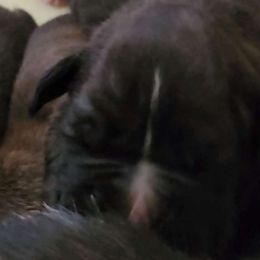 #6 Dark Reverse Brindle - Brindle Boxer puppy in Ellensburg, Washington from Savvy Boxers Seattle