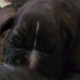 #6 Dark Reverse Brindle - Brindle Boxer puppy in Ellensburg, Washington from Savvy Boxers Seattle