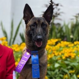 Belgian Malinois and German Shepherds from vd Hunde der neuen Äre