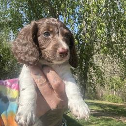 Riggs - Dachshund