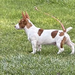 Mastiff and Teddy Roosevelt Terrier Puppies from Margo Lauritsen