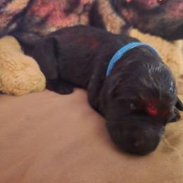 Blue Collar - Black male German Shepherd puppy in Pine Bush, New York from Ahnenwätcher GSD