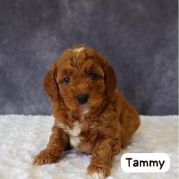 Tammy - Red  female Goldendoodle puppy in Mint Hill, North Carolina from DoodleForever