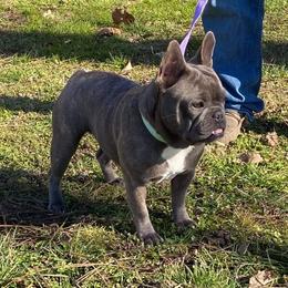 Priscilla - French Bulldog