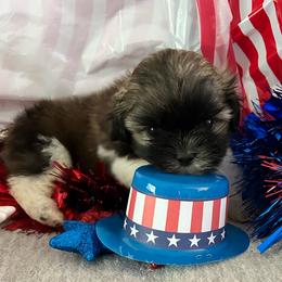 Scamp - Tricolor male Shih Tzu puppy in Denton, Maryland from Little Lions the Shih Tzu Kingdom