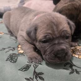 Green Collar - Gray brindle female Cane Corso puppy in Beaver Crossing, Nebraska from Blue River Cane Corso