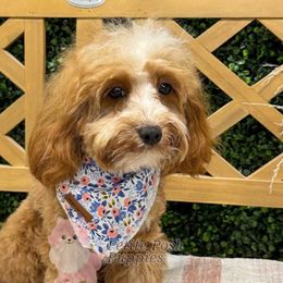 Scarlett - Goldendoodle