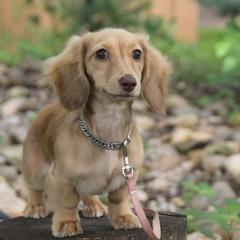 Holly - Cream female Dachshund puppy in Momence, Illinois from Happy Little Doxies