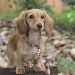 Holly - Cream female Dachshund puppy in Momence, Illinois from Happy Little Doxies