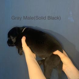 Labrador Retriever Puppies from Shadows Lovely Kennel