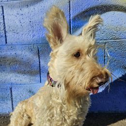 Bailey - Scottish Terrier
