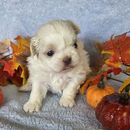 Cream Boy - Cream and white male Shih Tzu puppy in Vinita, Oklahoma from Locust Creek Shih Tzu & Havanese