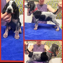 Ash - Blue ticked and tan male Bluetick Coonhound puppy in Cherryville, North Carolina from Evenstar-WesRidge Bluetick Hounds