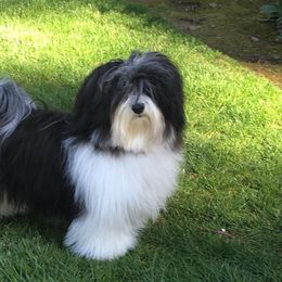 Havanese All Grown Up from Solstice Havanese