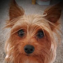 Maizi - Yorkshire Terrier