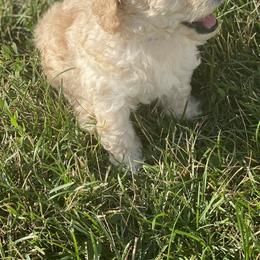 Poodle Puppies from Diaz Poodles