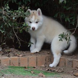 Shiba Inu and Siberian Husky Puppies from Mirage Siberians