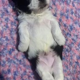 Shihpoo and Shih Tzu Puppies from Fuller Shih Tzus