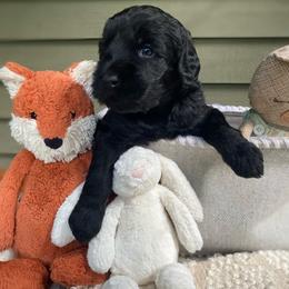 Australian Labradoodle puppies from Tango Wool Labradoodles