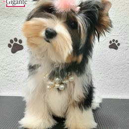 Biewer Terrier and Yorkshire Terrier Puppies from Corazón de gigante