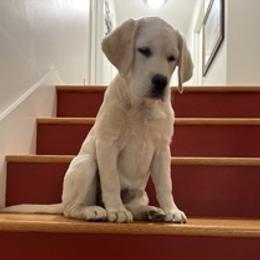 Labrador Retriever Puppies from Agape Acres Homestead English Labrador Retrievers
