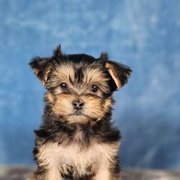 Pup 2 - Black and tan male Yorkshire Terrier puppy in Polk City, Florida from Yorkies by Casey