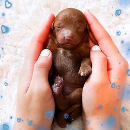 Saturday - Red  male Goldendoodle puppy in Kissimmee, Florida from Poodle Doodle Kennels