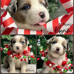 (1) Pilgram - Blue merle male Australian Shepherd puppy in Huntington, Texas from JKKJ Farms