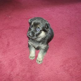 German Shepherd Puppies from New Windsor German shepherds