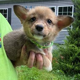 Lt green - White and red male Pembroke Welsh Corgi puppy in Rochester, New York from Tnt Yorkies and Cosmic corgis