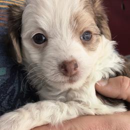 Jewel - White and chocolate female Chinese Crested puppy in Frederick, Maryland from Lovable Cresteds