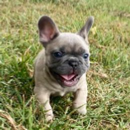 French Bulldogs from Galactic Frenchies