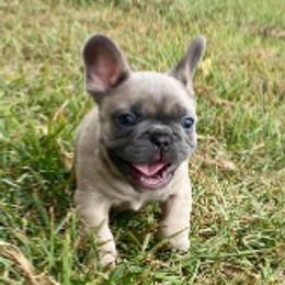 French Bulldogs from Galactic Frenchies