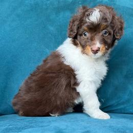 Jinu (purple) - Red tri-color male Aussiedoodle puppy in Watertown, Wisconsin from Little Bear Paws Aussiedoodles