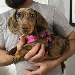 Snowflake - Dachshund