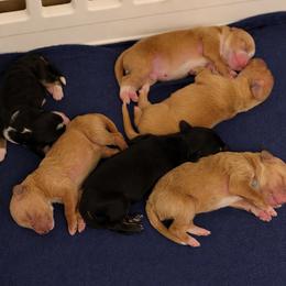 Australian Mountain Doodle puppies from Sleepy Hollow Mountain Doodles