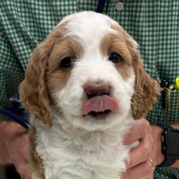Pepper - female Golden Mountain Doodle puppy in Travelers Rest, South Carolina from Bailey Mountain Doodles