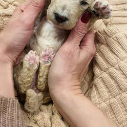 Apple - Cream female Poodle puppy in Calimesa, California from Coriander Pups