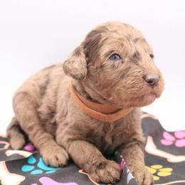Brown - Chocolate male Labradoodle puppy in Lexington Park, Maryland from SUNNY SIDE DOODLES