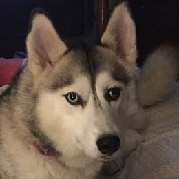 Siberian Huskies from Old Waverly of Madison