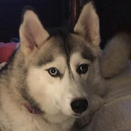 Siberian Huskies from Old Waverly of Madison