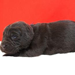 Nola Female Maroon Collar - Brown female Newfoundland puppy in Dalton, Ohio from Newfforu