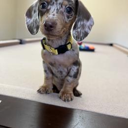 Dachshund and French Bulldog Puppies from AZ Royal Doxies llc