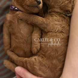 Goldendoodle Puppies from Carlie and Co. Goldendoodles
