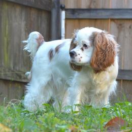 Dolly - Cockapoo