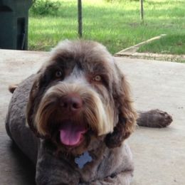 Australian Labradoodle Puppies from Texas Labradoodles