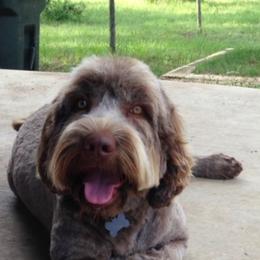 Australian Labradoodle Puppies from Texas Labradoodles