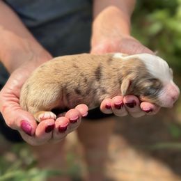 Barkley - Red merle male Miniature Australian Shepherd puppy in Ambrose, Georgia from Brandilyn's Aussies