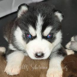 Ellie - Sable and white female Siberian Husky puppy in Richland, Mississippi from Feazell’s Siberian Huskies