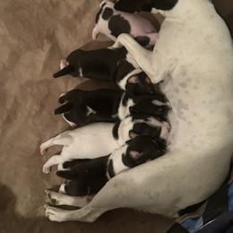 Rat Terrier Puppies from Kelly’s Ratters
